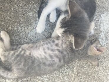 купить хаски щенка: В добрые руки — 1