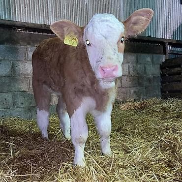 Рогатый скот: Simmental cinsindən balalı buzov Məlumat: - Cins: Simmental (ət-süd — 2