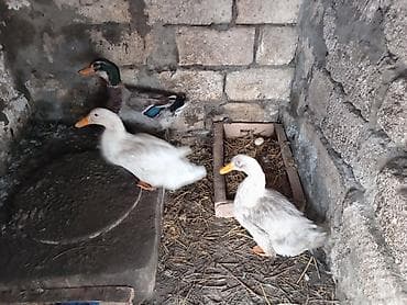 baliq toru satilir: Erkək, Damazlıq — 2