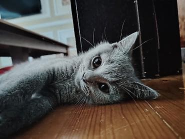 heyvanlar quşlar: Şotland, Erkək, Yaxşı əllərə, Ünvandan götürmə — 2