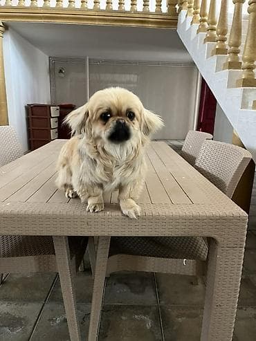 coban iti: Pekines — 4
