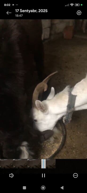 çəpiş əti: Ağ rəngli, buynuzlu keçi. - Cins görünüşü: yerli süd‑ət istiqamətli — 1