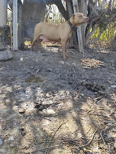 it qovan aparat: Pitbul, 1 il, Dişi — 1