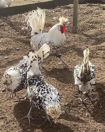 rengli quslar: Toyuq, Damazlıq — 2