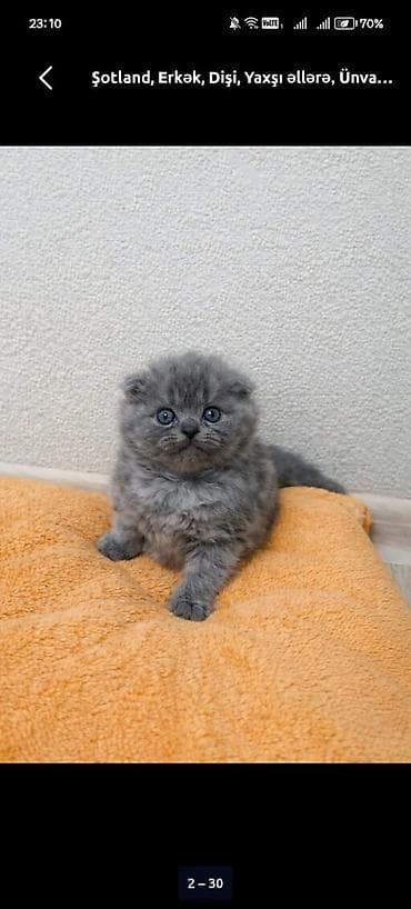 pişim: Şotland, Erkək, Yaxşı əllərə — 3