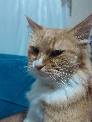 Dişi, Yaxşı əllərə, Pulsuz çatdırılma