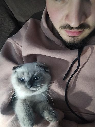 pisik şotlant: Siam, Erkək — 4