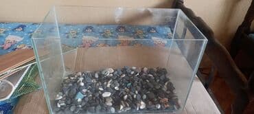 аквариум баку: Akvariumlar tecili satılır qiymeti razılaşma yoluile — 2