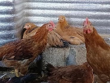 kənd toyuqlari: Təbii Qırmızı Sasso Çolpaları – Cəmi 12 AZN! 🐔 Tam sağlam, təbii — 3