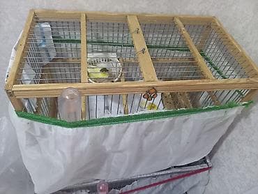 Pişiklər: Qefea qarışıq 150m Təsvir: - Şəkillərdə sarı və sarı-qara rəng — 3