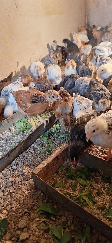 cins toyuqlar: Toyuq cücələri, Damazlıq, Pulsuz çatdırılma, Ödənişli çatdırılma — 1