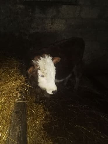 qoyun mal: 2 sdei dişdi hevanar cütü satlır 1400 deyilir riyalı alcıyla edrim — 7