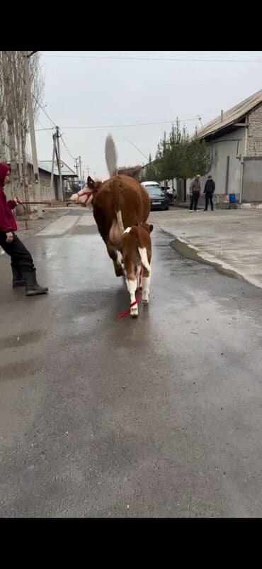 sabuncu heyvan bazari: Satılır: inək bala ilə - Cins: qırmızı-ağ rəngdə, ətlik-südlük tip — 4