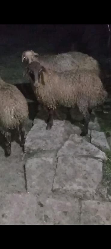 ətlik dana: Qurbanlıq quzular Var istəyən olsa əlaqə saxlasın ünvan Hökməli Erkey — 1