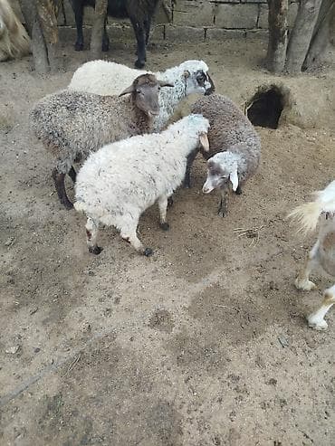Qoyun-quzu 4quzudu 3erkek bir dişi biri 185 cüzi endirim olacaq lalafo.az -da Qoyun-quzu 4quzudu 3erkek bir dişi biri 185 cüzi endirim olacaq