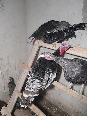 Məhsul: Hind toyuqları (hindi) 3 eded amerikan bronz hindusqa satilir