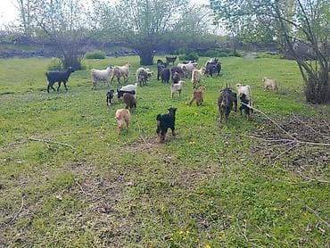 bogaz keci: Salam Gördüyünüz xırda buynuz heyvanlar Satılır ümumilikdə 17 Ana 17 — 3