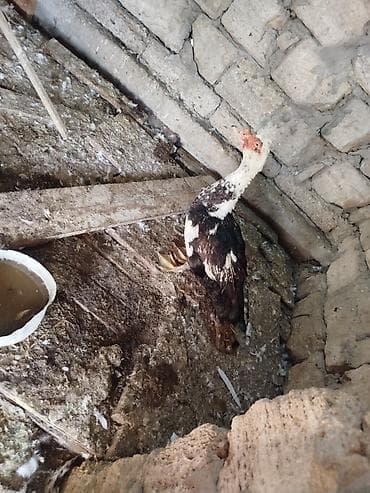 Musk ördəyi (indoutka) – qarışıq rəngli (qara-ağ), iri gövdəli. Geniş