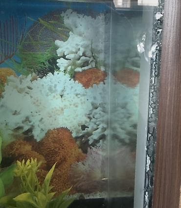 akva ayaqabılar: Dördbucaq akvarium, Balıqlarla birlikdə, 32 l — 4