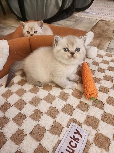 exotic shorthair: Britan — 2