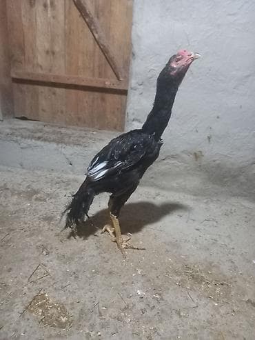 Ətraflı məlumat real alıcıya veriləcək