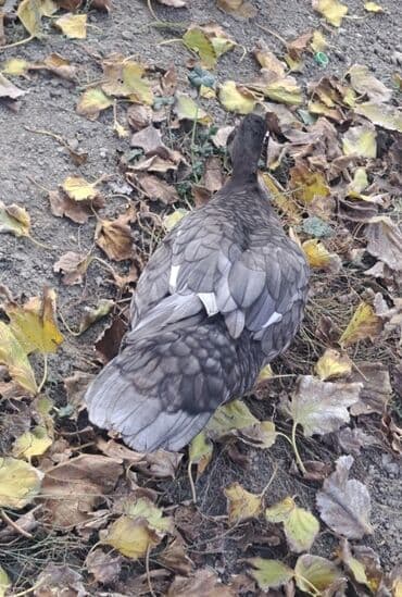 Erkək, | Macar, Ətlik, Pulsuz çatdırılma