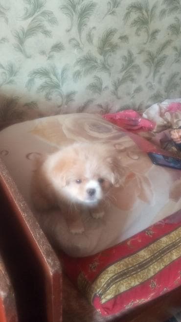 barter itle: Pekines, 1 il — 4