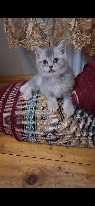 Şotland yastı qulaq lalafo.az -da Şotland yastı qulaq