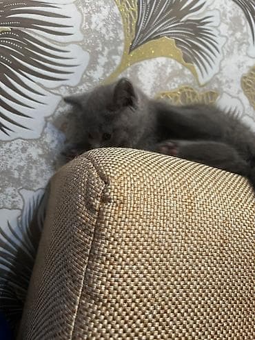 Digər heyvanlar: Britan, Yaxşı əllərə, Ünvandan götürmə — 5