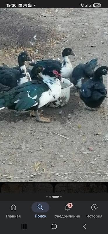 Ördək satıram. 25 günlük. qarışıqdı. lal deyil. 36 ədəddi. şəkiıdəki