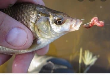 бинокль купить в баку: Ovçuluq və balıqçılıq — 3