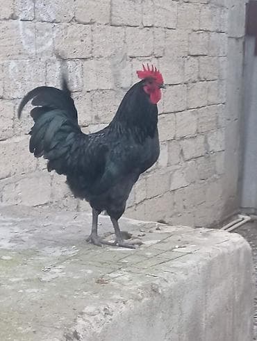 Cinsi: Təmiz qan Avstralorp (Lələklərində yaşıl parıltısı var) lalafo.az -da Cinsi: Təmiz qan Avstralorp (Lələklərində yaşıl parıltısı var)