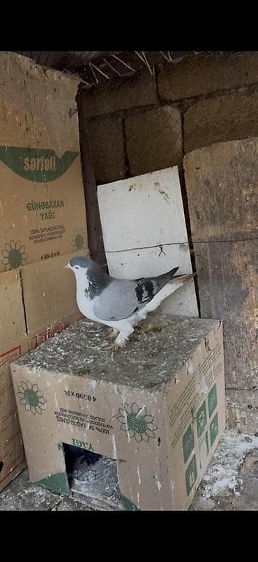 heyvan bazari quslar: Göy qizgin delfin erkey satilir — 2