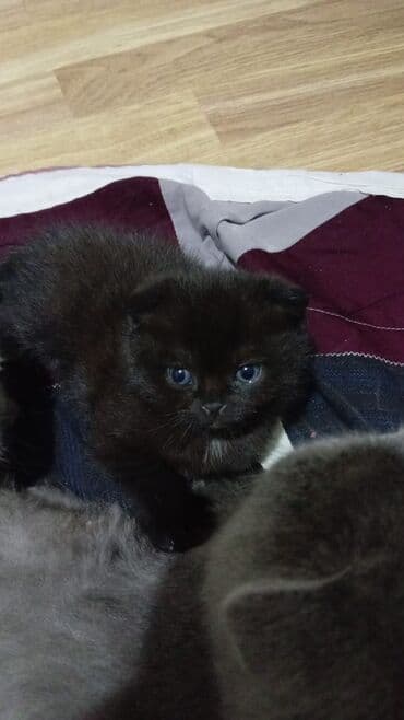 Собаки: Шотладская вислоухая — 2