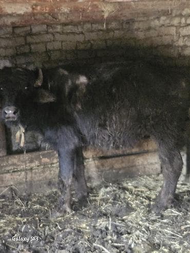 dişi atlar: Məhsul: Camış (dişi) Təsvir: - Yerli camış növü, qara rəngli, iri — 1