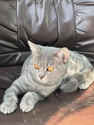 белый котенок в добрые руки: Шотландская, Самец, В добрые руки, Самовывоз, Платная доставка, Доставка в районы — 4