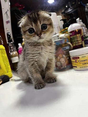 Qızıl şinşilla lalafo.az -da Qızıl şinşilla