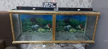 akvaryum baliqlari: İki bölməli akvarium komplekti - Şüşə korpus, ön hissədə dekorativ — 1