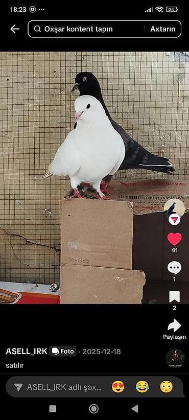 drakon goyərcin: Məhsul: Evdə bəslənən göyərçinlər (çeşidli rəng və cütlər) Təsvir: - — 3