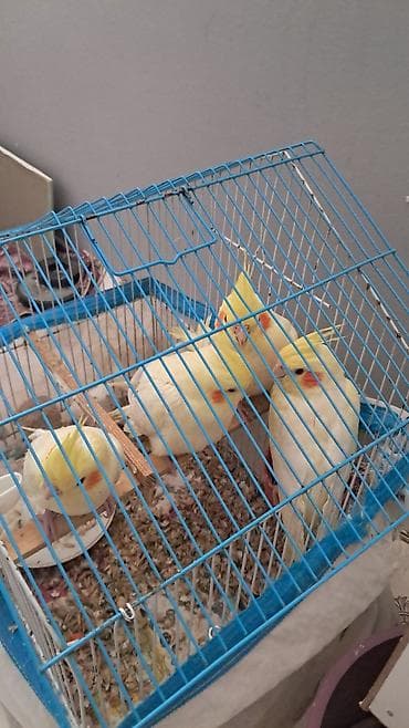 bildircin satisi: Salam, 2 və 5 ayıığ erkək Karella quşlar satılır, quşlar əl quşudu — 2