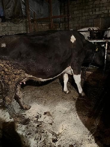 Salam etlik heyvan 2 bala verb 240-250 kq eti olar real aliciya lalafo.az -da Salam etlik heyvan 2 bala verb 240-250 kq eti olar real aliciya