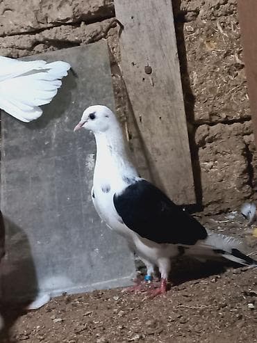 bulbul quşu: Salam 6 dene secme quşlardi hamsi saglam bala veren heyvandi ucuşlarda — 1