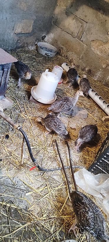 etlik inek cinsleri: 1 aylıq hinduşka cücələri. Vaksinlər olunub. yerli və aberkan bronz — 5