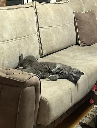 bakida it barinagi: Britan — 3