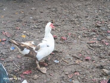 yerli inək cinsləri: Salam Aleykum Cavan ördeklerdi Bu ilin fevral ayında çıxanlardı.öz — 3