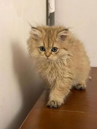 balaca quzu: Britan — 4