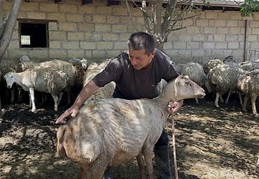 qoyun bazari: Südəmər qoyunlar – süd istiqamətli sürü - Süd verimi yüksək, iri — 1
