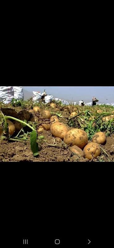 ucuz xalcalar: Məhsul: Təzə sahə kartofu Təsvir: - Torpaqdan yeni çıxmış, sarı — 2