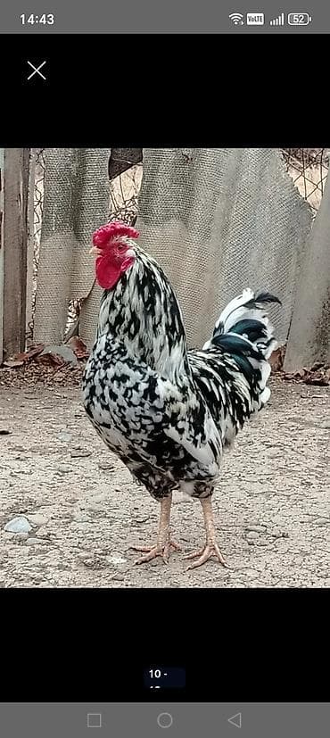 Toyuq, Damazlıq lalafo.az -da Toyuq, Damazlıq