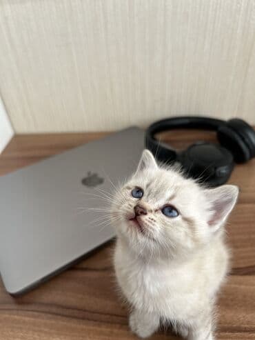 heyvanlar cütləşməsi: Şinşilla — 3